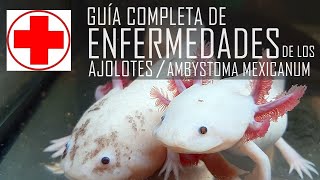 Guía definitiva de enfermedades de los ajolotes PARTE 1 [upl. by Milo]