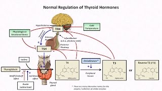 Thyroid nodule biopsy From diagnosis to outcomes [upl. by Almond536]