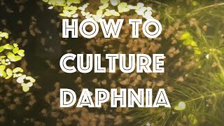 How To Culture Daphnia Magna [upl. by Tnemelc978]