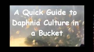 How to culture daphnia outside [upl. by Tecil]