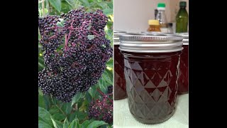 Elderberry Syrup  Harvest To Canned [upl. by Reamonn]