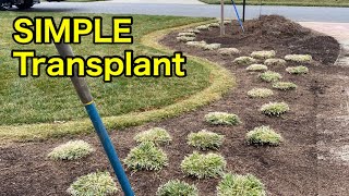 Transplant Landscape Border Plants the Simple Way [upl. by Stulin267]