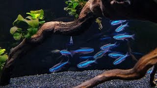 GREEN NEON TETRA CARE  Brilliant Blue Nano Fish for Aquascaping [upl. by Sacks]