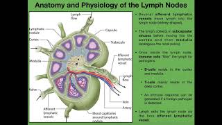 Histology of lymph node [upl. by Jareen954]