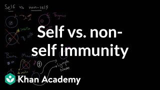 Self vs nonself immunity  Immune system physiology  NCLEXRN  Khan Academy [upl. by Bernita]