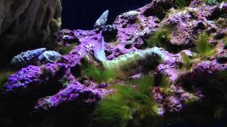 Lawnmower Blenny eating hair algae [upl. by Ainomar]