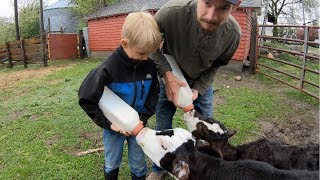 Raising Bottle Calves [upl. by Patman]