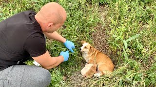 Heartwarming Rescue amp Adoption of Abandoned Mama Dog and Her Babies [upl. by Naiva]