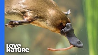 Platypus vs Platypus  Battle for Dominance [upl. by Minardi]