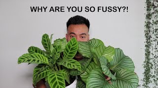 How To Care For Calathea  Houseplant Care Tips [upl. by Meeka2]