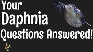 Daphnia Questions Answered [upl. by Anileda]