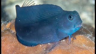 Facts The Blenny [upl. by Lehcor]