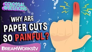 Why Do Paper Cuts Hurt So Much  COLOSSAL QUESTIONS [upl. by Marelda]