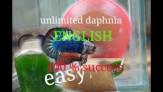 daphnia moina culture Easy way Unlimited production English  with sub Green water Chlorella [upl. by Earas265]