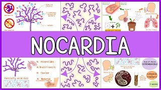 Nocardia Microbiology Morphology Pathophysiology Symptoms Diagnosis Treatment [upl. by Enisaj572]