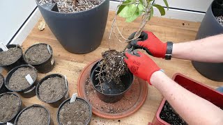 Transplanting My Madagascar Jasmine And Pruning My Frangipani [upl. by Cathlene357]