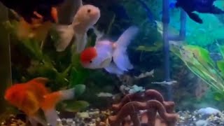 Goldfish Aquarium  Colorful Fish Tank  Cat TV 10 Hours [upl. by Yajet693]