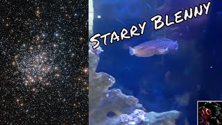 Starry Blenny Care Guide [upl. by Ennovyahs]