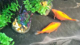 Goldfish Spawning Mating and Laying Eggs [upl. by Allyson]