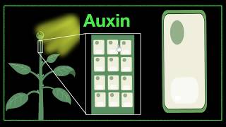 Major plant hormones amp how to remember  Control amp Coordination  Biology  Khan Academy [upl. by Esserac]