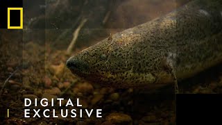 The African Lungfish  National Geographic UK [upl. by Aniuqal]