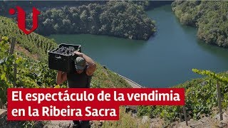 🍇 El espectáculo de la vendimia heroica en la Ribeira Sacra [upl. by Woolley672]