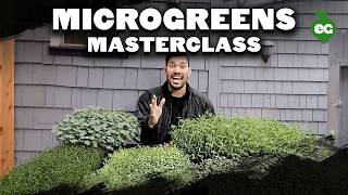 How to Grow Microgreens from Start to Finish COMPLETE GUIDE [upl. by Maurilla]