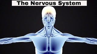 Introduction to the Nervous System [upl. by Pallaten]