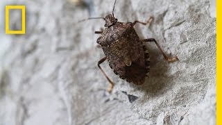 Fighting the Invasive Stinkbug  National Geographic [upl. by Ameen]