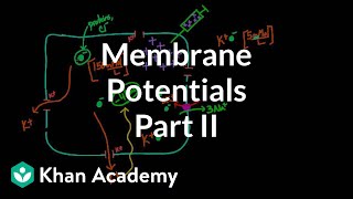 Membrane potentials  part 2  Circulatory system physiology  NCLEXRN  Khan Academy [upl. by Ronica499]