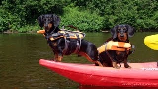 Kayaking with Dachshunds  GoPro Doggy Cam  Crusoe amp Oakley Go Kayaking [upl. by Adnalohs]