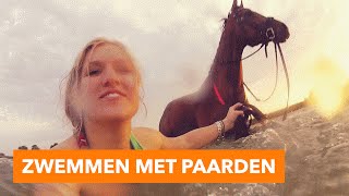 Zwemmen met paarden  PaardenpraatTV [upl. by Streetman]