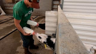 Feeding Calves [upl. by Negris189]