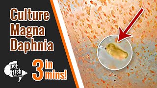 How to culture DAPHNIA MAGNA  The easy way [upl. by Fonville775]