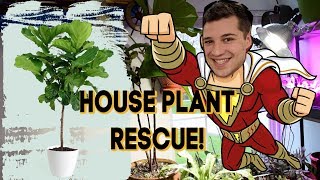 Fiddle Leaf Fig Rescue How to REVIVE a Ficus Lyrata [upl. by Ailimac]