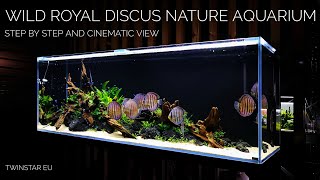 Wild ROYAL Discus Nature Aquarium of 200x60x70cm at Twinstar EU [upl. by Notpmah]