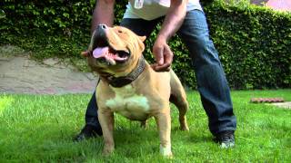 AMERICAN BULLY  REMYLINES REMBRANDT [upl. by Leandre]