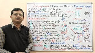 Diabetes Mellitus Part10 Mechanism of Action of Sulfonylurease  Antidiabetic Drugs  Diabetes [upl. by Ahsillek]