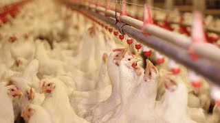 Water Disinfection in the Poultry Industry [upl. by Nami]