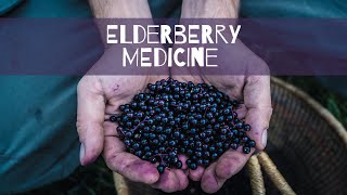 Elderberry Medicine [upl. by Johan279]