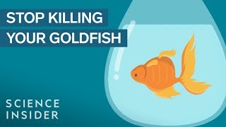 How To Keep Your Goldfish Alive For 15 Years [upl. by Midan421]