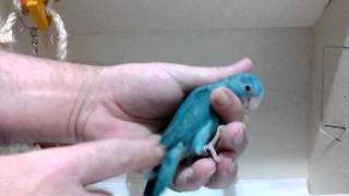 Parrotlets For Sale  Female Blue Parrotlet Babies w757 [upl. by Teraj]