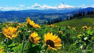 Relaxing Meadow with Ambient Nature Sounds Wildflowers and Mountain View  8 Hours [upl. by Tinaret]