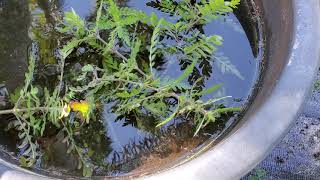 How To Propagation of Emergent Hygrophila pinnatifida [upl. by Nnalyrehs704]