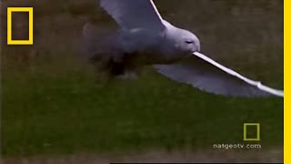 Snowy Owl  National Geographic [upl. by Duncan]