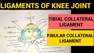 Sagittal Band Injury  Everything You Need To Know  Dr Nabil Ebraheim [upl. by Eilema281]