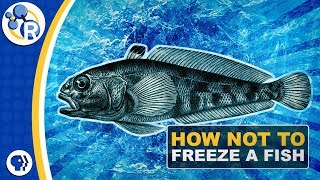 Why Don’t Antarctic Fish Freeze to Death [upl. by Nimesay]