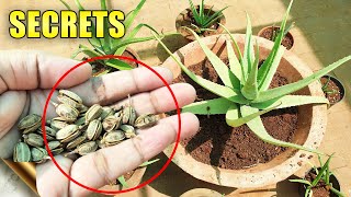 ALOE VERA PLANTS SECRETS CARE TIPS Do’s amp Don’ts  Automatic Propagation [upl. by Coopersmith]