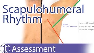 Scapulohumeral Rhythm [upl. by Eirehs]