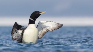 Through the Lens Yellowbilled Loon [upl. by Mihar567]